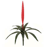 27 inch Outdoor Red Vriesea Splendens Bromeliad