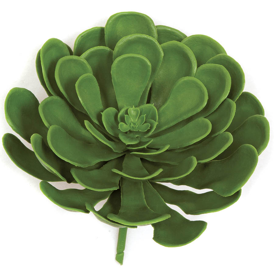 8 Inch Outdoor Green Aeonium Succulent: Unpotted