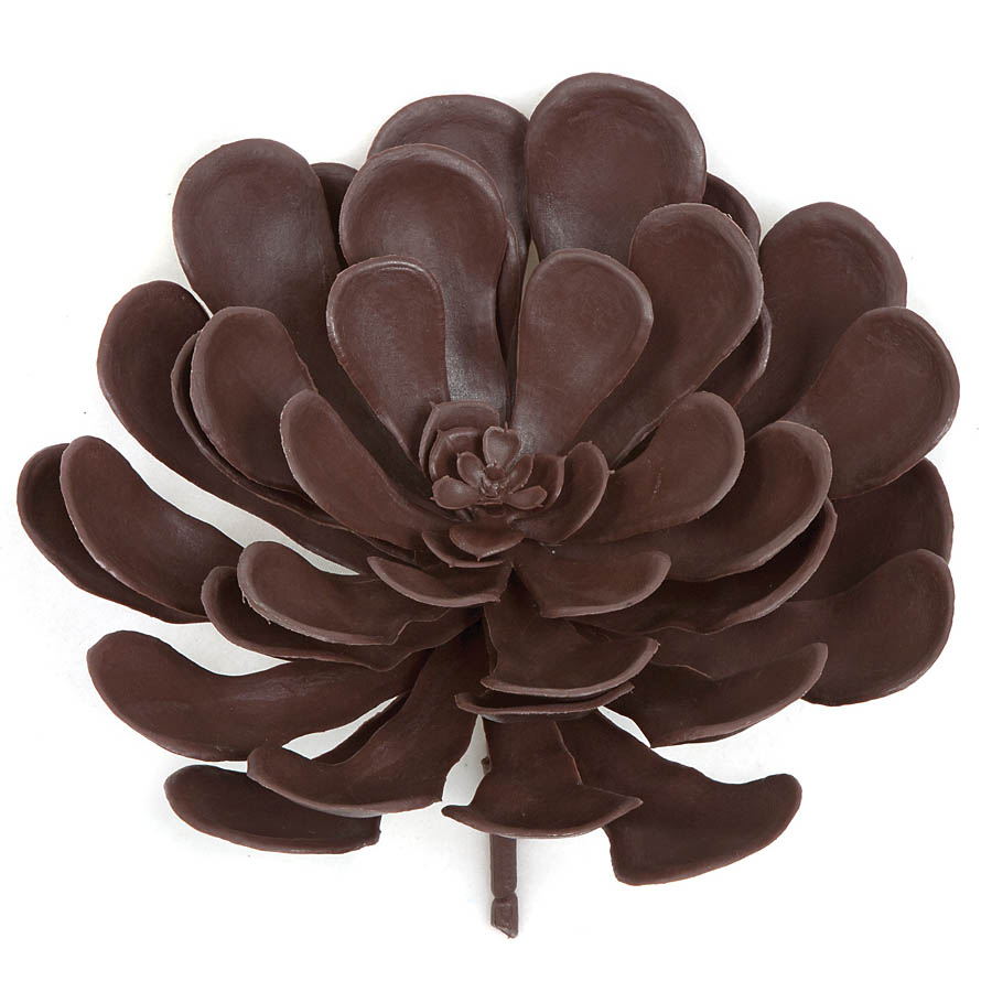 8 inch Outdoor Burgundy Aeonium Succulent: Unpotted