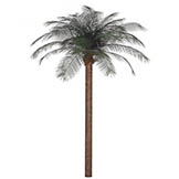 12 foot Artificial Outdoor Phoenix Palm with 24 Fronds
