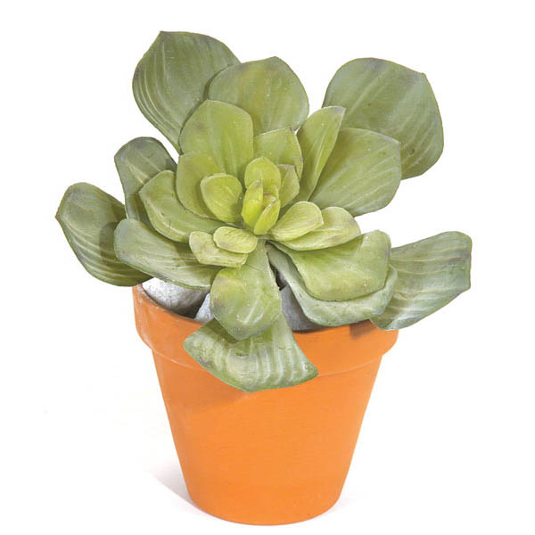 6 inch Artificial Echeveria Succulent - AGF1527 - Our Brands 6 inch Artificial Echeveria Succulent sku AGF1527