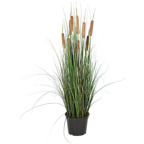36 inch Fire Retardant Cattail Grass: Potted