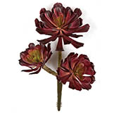 12 inch Artificial Rust/Brown Aeonium Succulent: Unpotted
