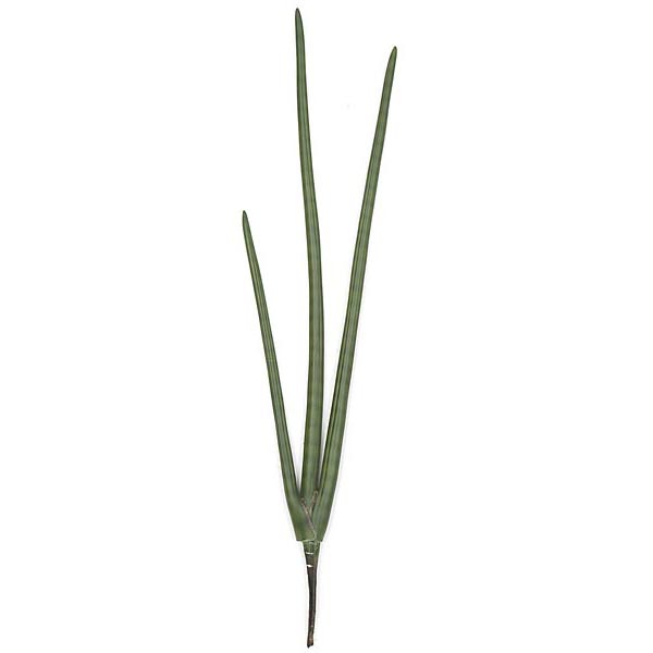 38 Inch Fire Retardant Sansevieria Plant (set Of 6)