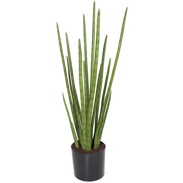 39 Inch Fire Retardant Cylindrica Sansevieria: Potted