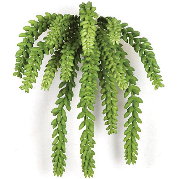 12 inch Fire Retardant Sedum Bush