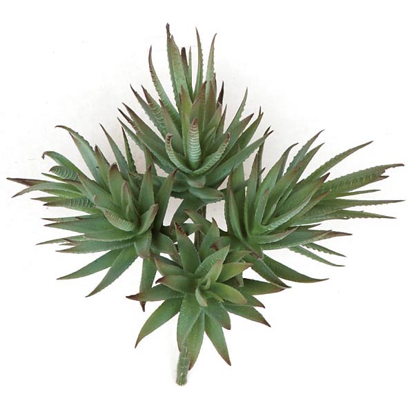 inch Fire Retardant Agave Albomargina