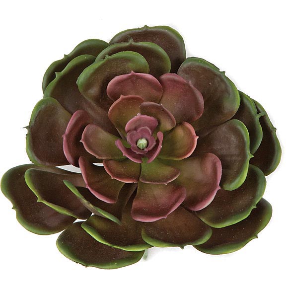 5 inch Fire Retardant Echeveria Plant