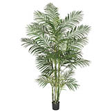 8 foot Areca Palm Tree: Potted