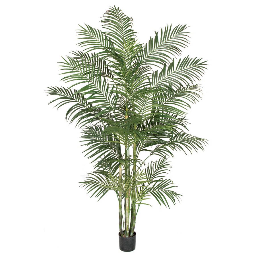 8 foot Areca Palm Tree: Potted
