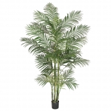 8 foot Areca Palm Tree: Potted