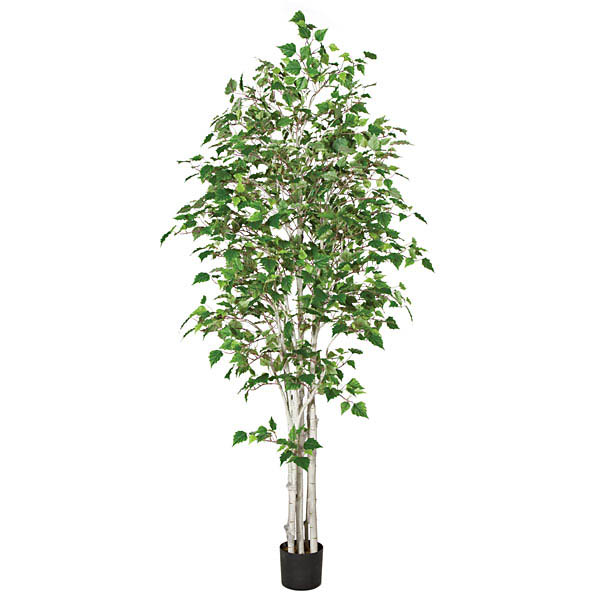 7 foot Birch Tree with Synthetic Trunks: Potted