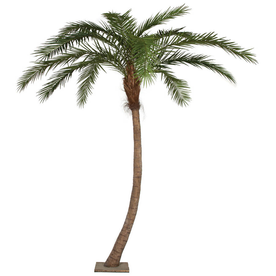 14 Foot Curved Phoenix Palm Tree With Synthetic Trunk
