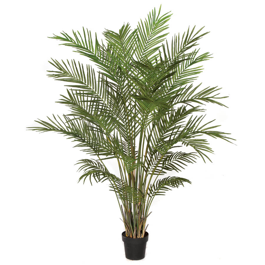 6 foot Areca Palm Tree: Potted