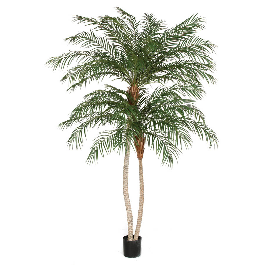 8.5 foot Double Trunk Phoenix Palm Tree: Potted