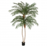 8.5 foot Double Trunk Phoenix Palm Tree: Potted