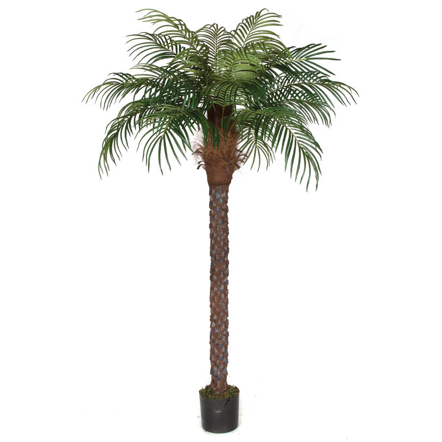 8 foot Date Palm Tree with Synthetic Trunk: Potted - AGF1555 - Our Brands 8 foot Date Palm Tree with Synthetic Trunk: Potted sku AGF1555