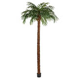 15 foot Coconut Palm Tree: Potted