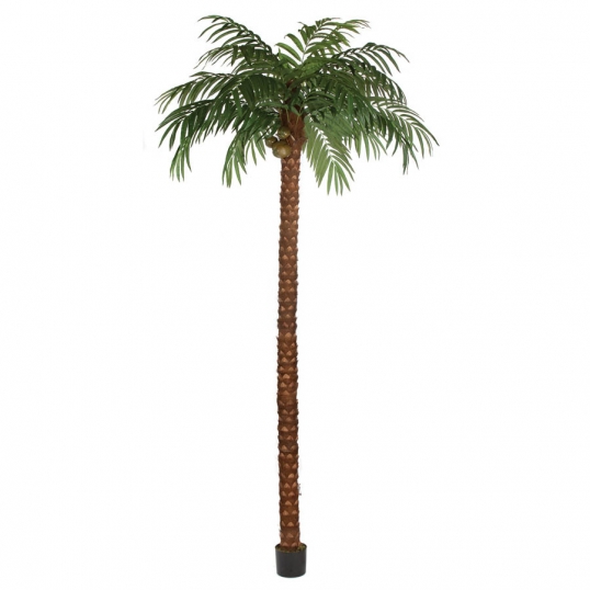 15 foot Coconut Palm Tree: Potted