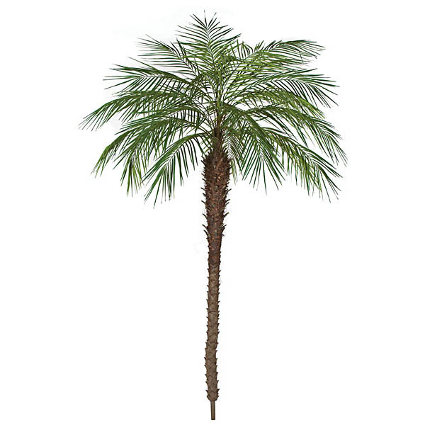 AGF1553 8 foot Phoenix Palm Tree: Potted sku AGF1553