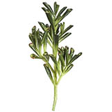 13 inch Artificial Green Succulent
