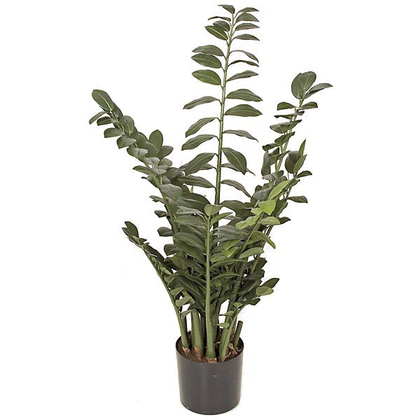 43 inch Fire Retardant Zamia Plant: Potted