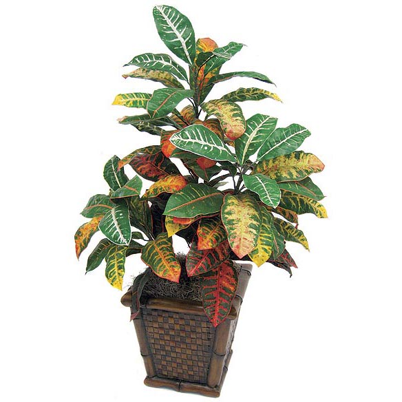 3 Foot Fire Retardant Croton Bush: Potted