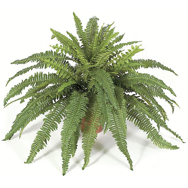 42 Inch Fire Retardant Boston Fern (set Of 2)