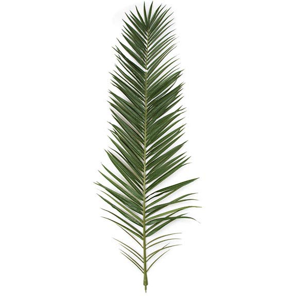 75 inch Green Fire Retardant Phoenix Palm Frond (Set of 6)