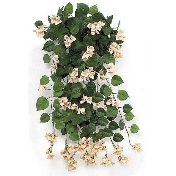 36 inch Peach Fire Retardant Bougainvillea Bush
