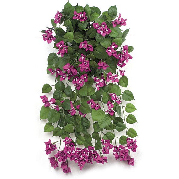 36 inch Purple Fire Retardant Bougainvillea Bush