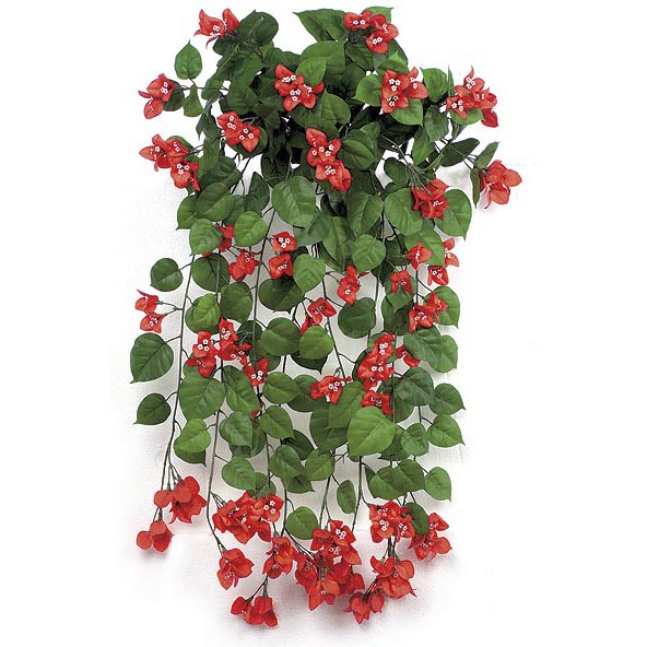 36 inch Red Fire Retardant Bougainvillea Bush