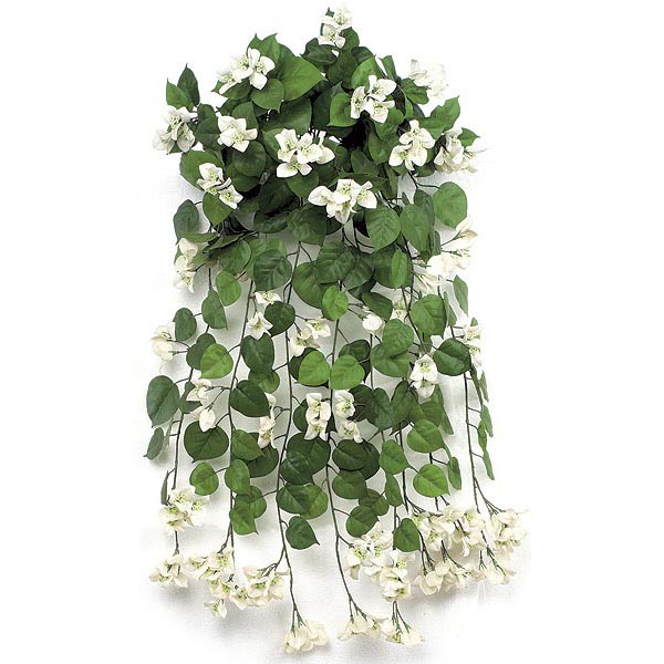 36 inch White Fire Retardant Bougainvillea Bush
