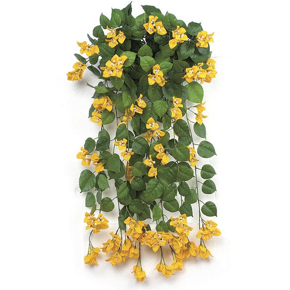 36 inch Yellow Fire Retardant Bougainvillea Bush