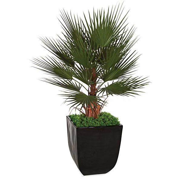 5 foot Washingtonia Palm with Natural Trunk: Potted