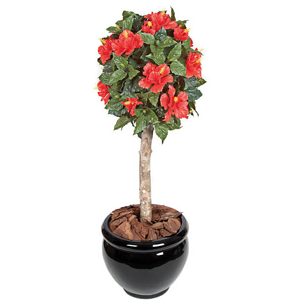 3.5 foot Red Outdoor Hibiscus Ball Topiary: Potted