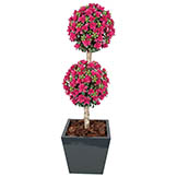 5 foot Beauty Outdoor Azalea Double Ball Topiary: Potted
