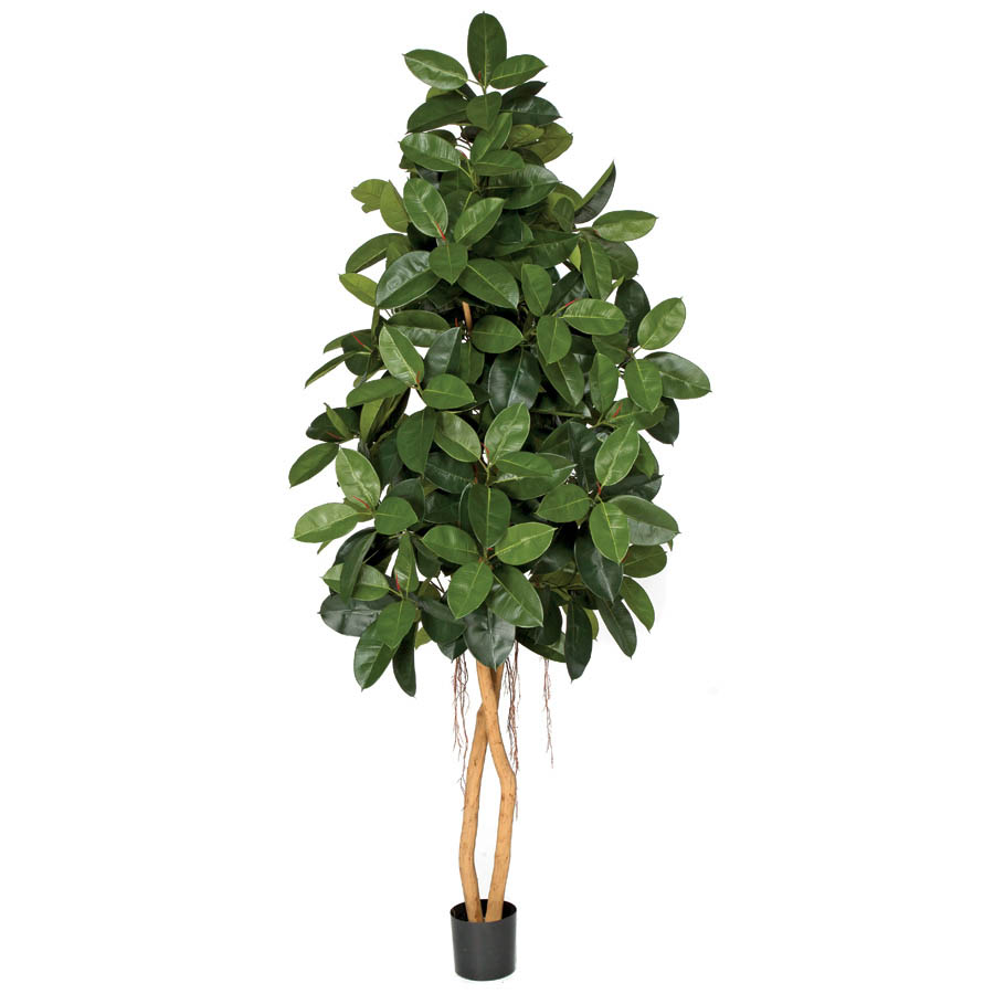 8 Foot Artificial Rubber Tree With Natural Trunks: Potted