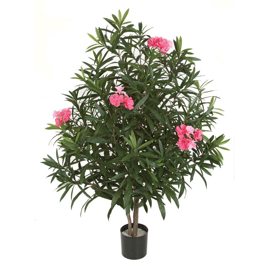 4.5 foot TuTone Pink Oleander Bush: Potted