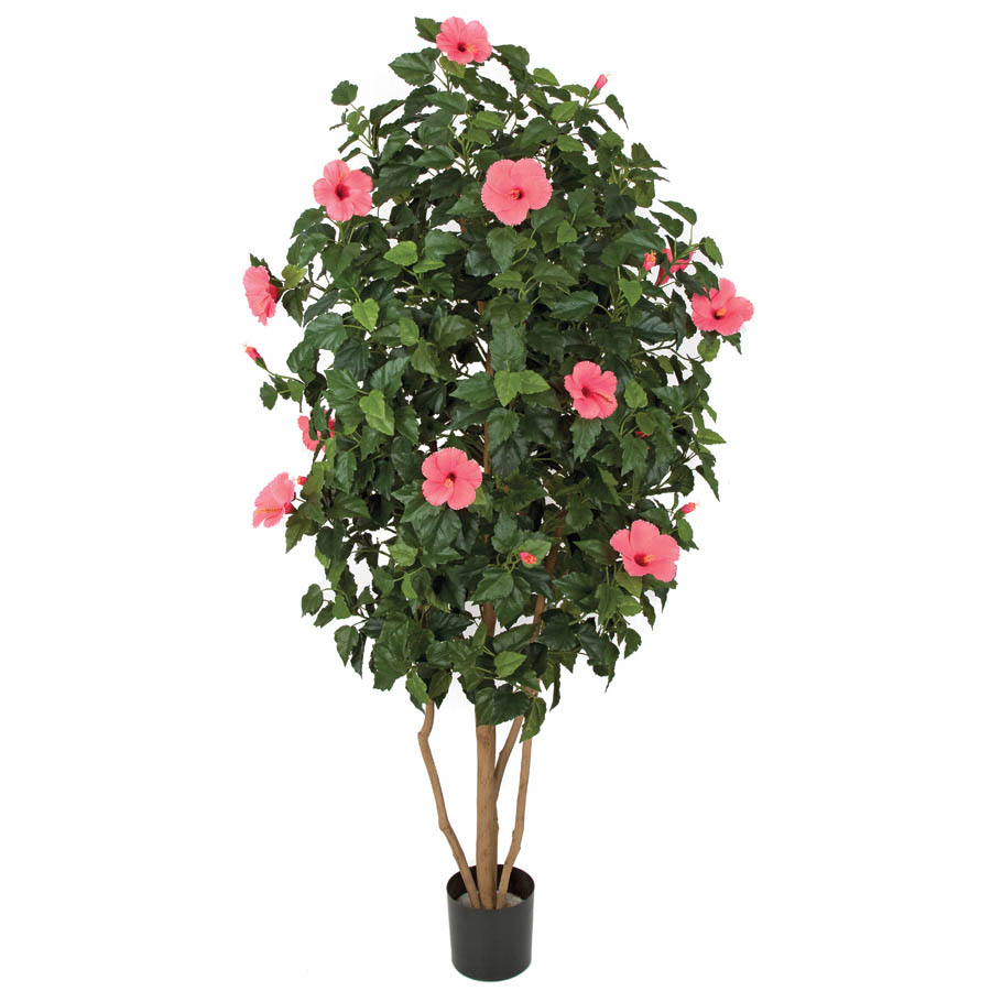 5.5 foot Hot Pink Hibiscus Tree: Potted