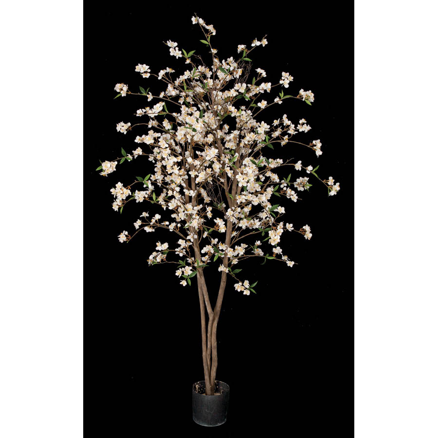 5.5 Foot Cherry Blossom Tree With Natural Trunks: Potted