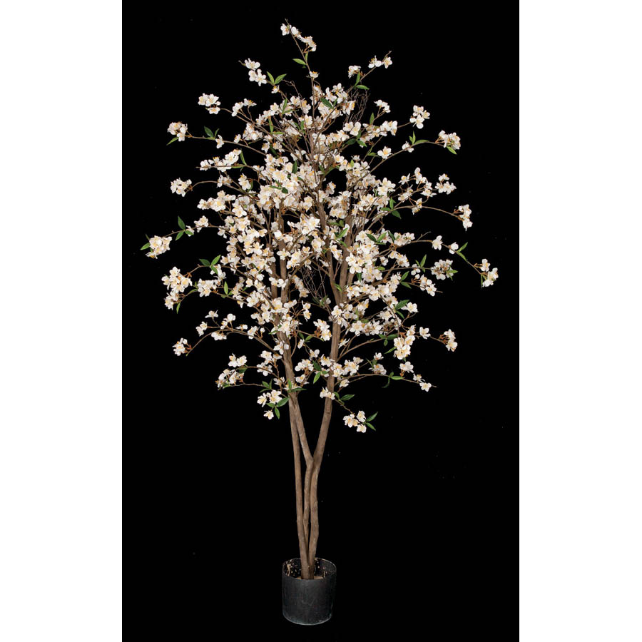 5.5 foot Cherry Blossom Tree with Natural Trunks: Potted