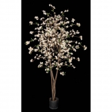 5.5 foot Cherry Blossom Tree with Natural Trunks: Potted