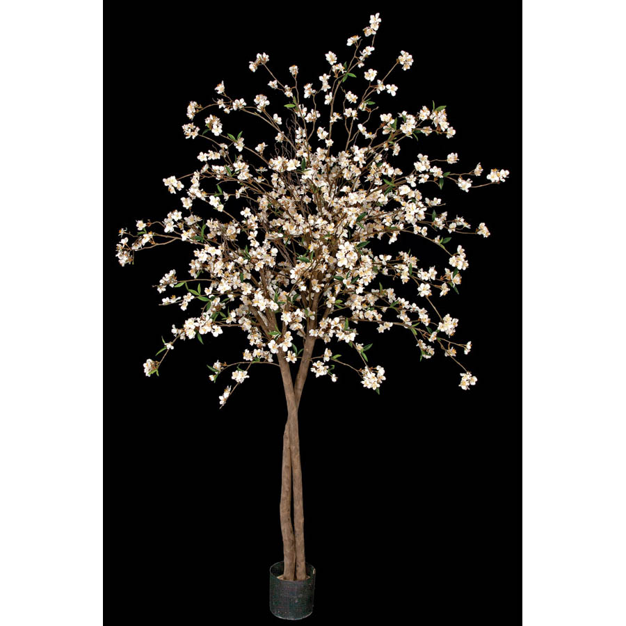 6.5 foot Cherry Blossom Tree with Natural Trunks: Potted