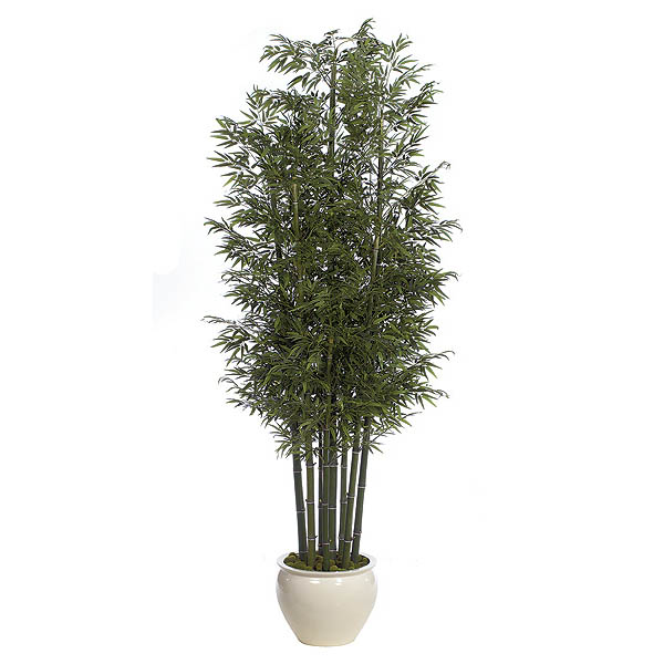 12 Foot Bamboo Tree With 7 Natural Trunks: Potted