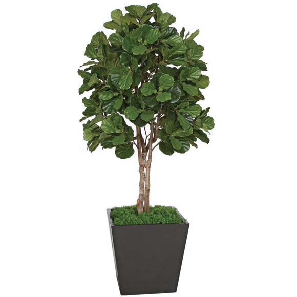 7 foot Fire Retardant Fiddle Leaf Fig Tree with Natural Trunks: Potted