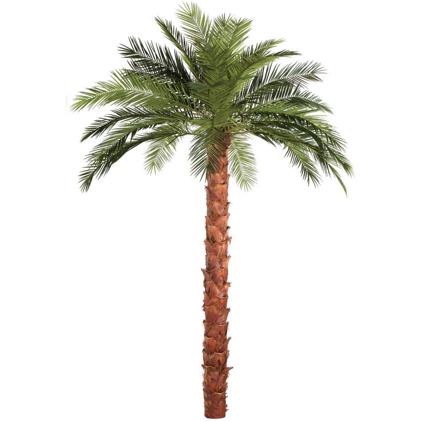 13 Foot Fire Retardant Phoenix Palm With Natural Trunk