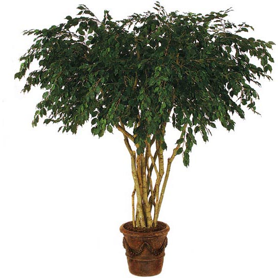 8 foot Fire Retardant Ficus Tree with Natural Trunks: Potted