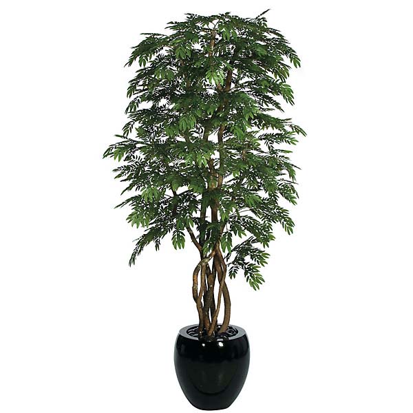 8 foot Fire Retardant Locust Tree with Natural Trunks: Potted