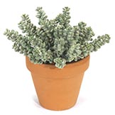 7 inch Artificial Fat Sedum Bush: Unpotted